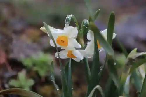 高司神社〜むすびの神の鎮まる社〜の自然