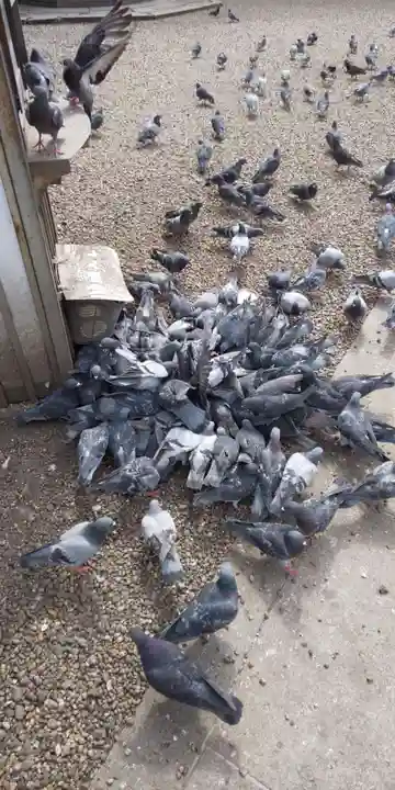 大須観音 (北野山真福寺宝生院)の動物