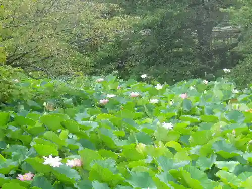 鶴岡八幡宮の自然