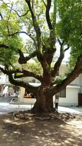 難波神社の自然