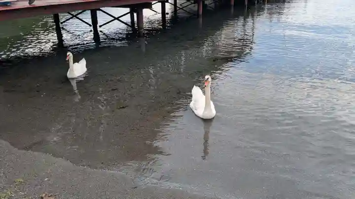 神社(洞爺湖中の島)の動物