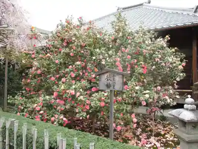 地蔵院（椿寺）の庭園