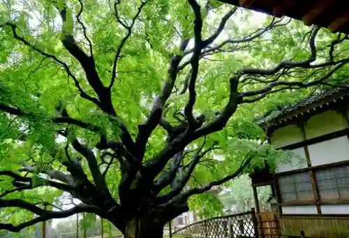 千如寺大悲王院のその他建物