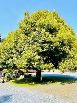 医王寺の{uncategorized: "未分類", other: "その他", undefined: "問題あり", building: "その他建物", grave: "お墓", sacred_gate: "鳥居", guardian: "狛犬", statue: "像", buddha: "仏像", history: "歴史", nature: "自然", garden: "庭園", animal: "動物", pagoda: "塔", temizu: "手水舎", mountain_gate: "山門・神門", sanctuary: "本殿・本堂", subordinate: "末社・摂社", art: "芸術", scenery: "景色", jizo: "地蔵", ema: "絵馬", goshuin: "御朱印", omikuji: "おみくじ", items: "授与品その他", amulet: "お守り", goshuincho: "御朱印帳", eats: "食事", festival: "お祭り", votive_dance: "神楽", shichigosan: "七五三参", wedding: "結婚式", experience: "体験その他", initially: "初詣", around: "周辺", anti_infection: "感染症対策"}