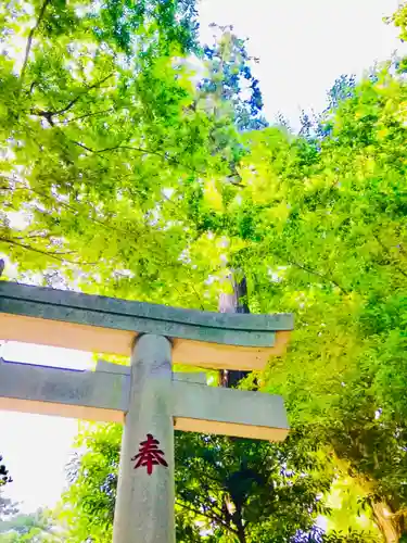 阿夫利神社の鳥居