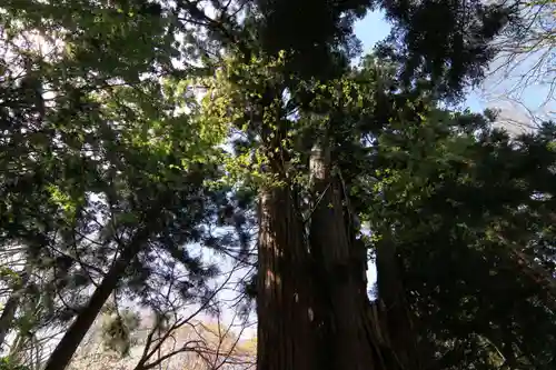 磐椅神社の自然