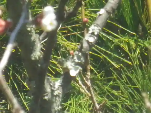 浄光明寺の自然