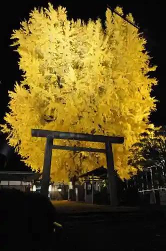 丹生酒殿神社の鳥居