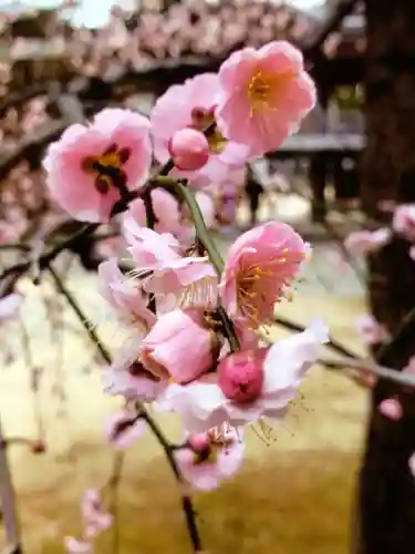 妙法寺(東京都)