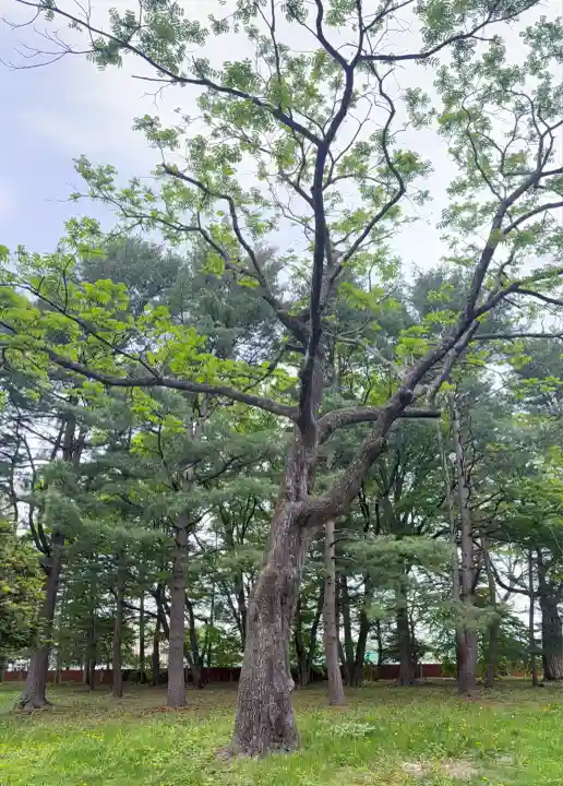 十勝護国神社の自然