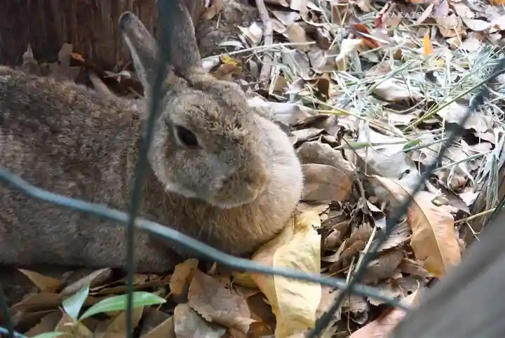 太子堂八幡神社の動物