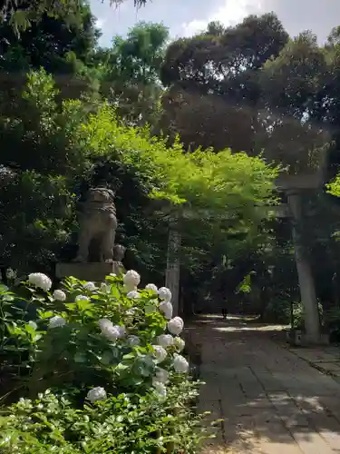 赤坂氷川神社の狛犬