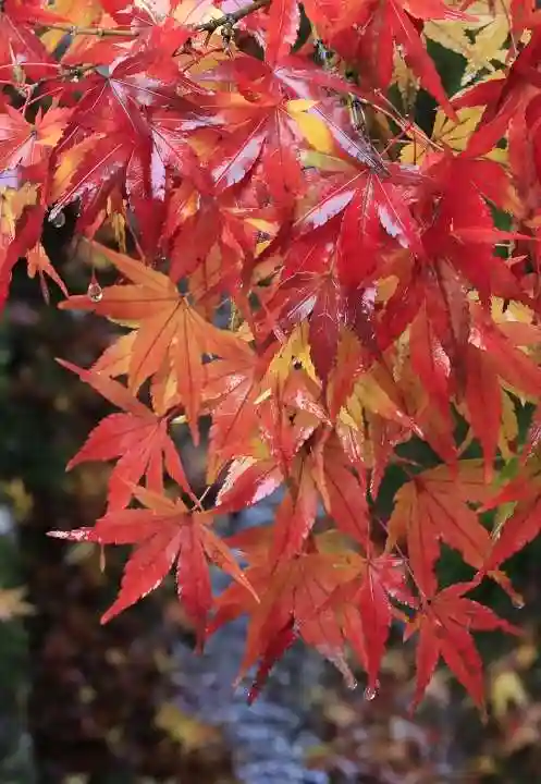 酬恩庵一休寺(京都府)