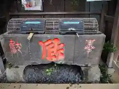 駒込天祖神社の手水