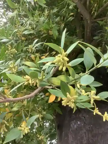 豊川閣　妙厳寺の自然