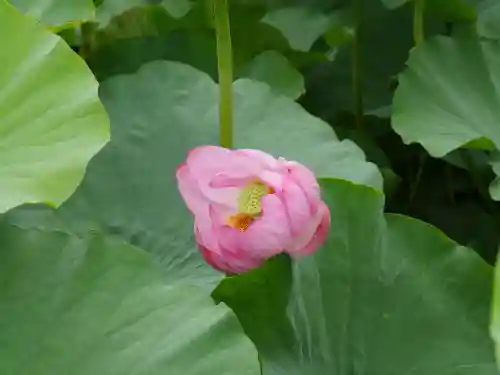 寛永寺不忍池弁天堂の庭園