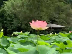 大塩八幡宮の自然