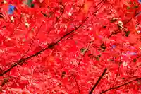 高野山金剛峯寺奥の院の自然