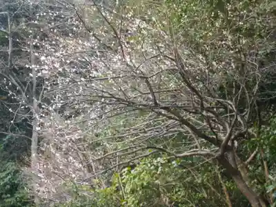 妙伝寺（妙傳寺）の自然