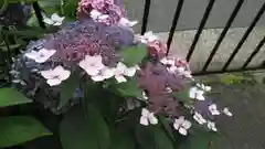 賀茂御祖神社（下鴨神社）の自然