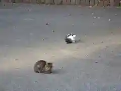 唐澤山神社の動物