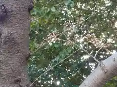 叶神社 (西叶神社)の自然