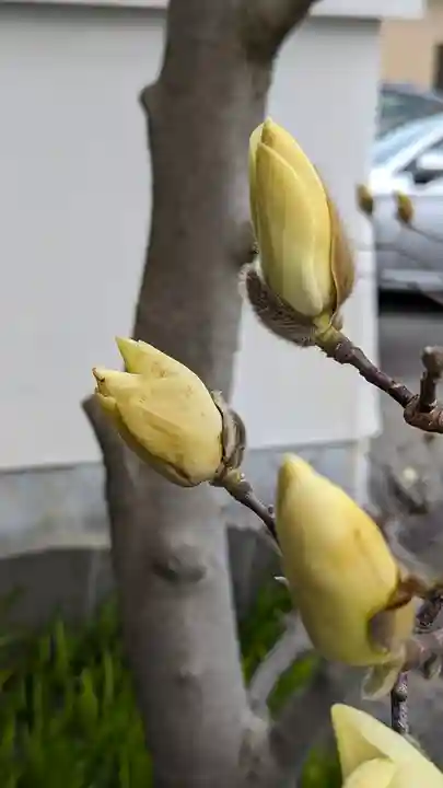 圓光寺(円光寺)の自然