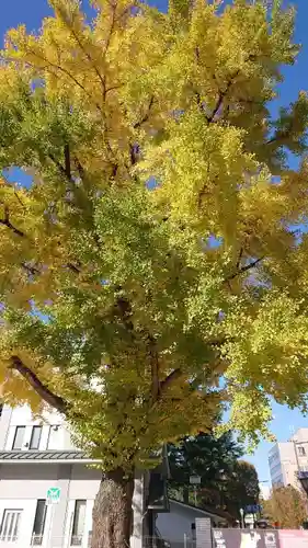 櫻岡大神宮の自然