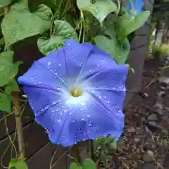 七重浜海津見神社の自然