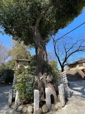 所澤神明社(埼玉県)