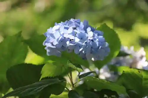 長屋神社の自然