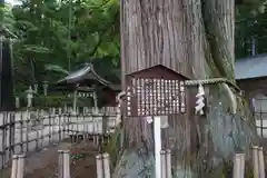 戸隠神社中社の庭園