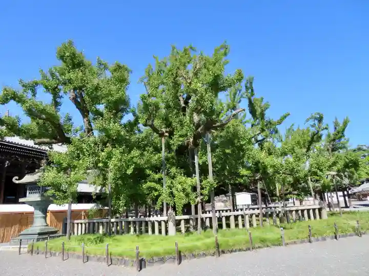 本願寺(西本願寺)の自然