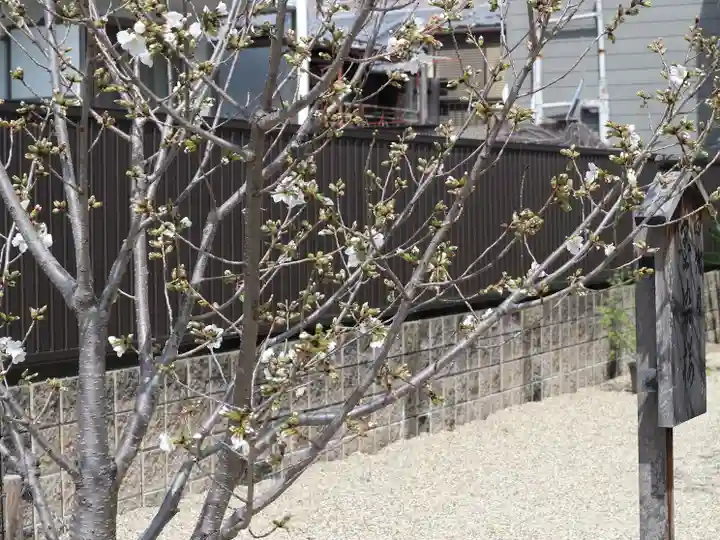 墨染寺(桜寺)(京都府)