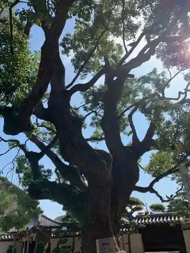 大聖観音寺（あびこ観音）の自然