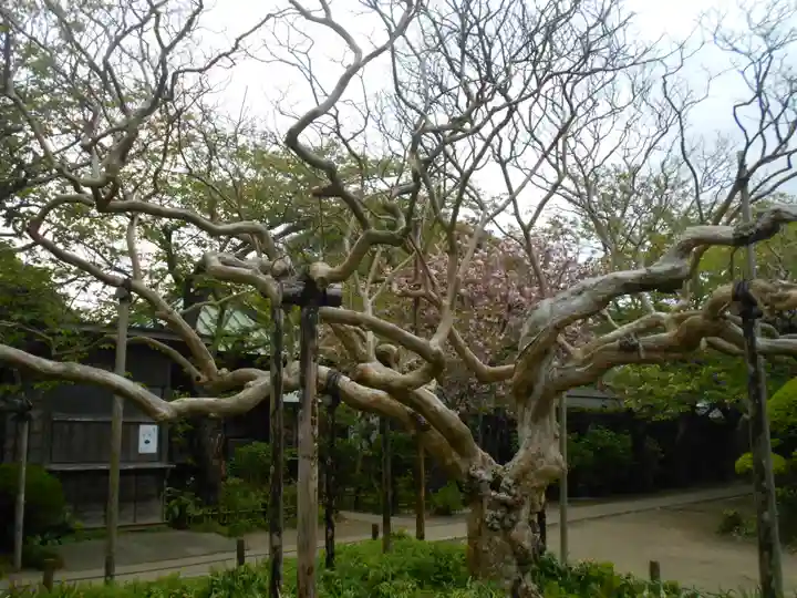 極楽寺(霊鷲山感應院極楽律寺)の自然