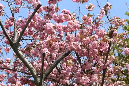 札幌諏訪神社の自然