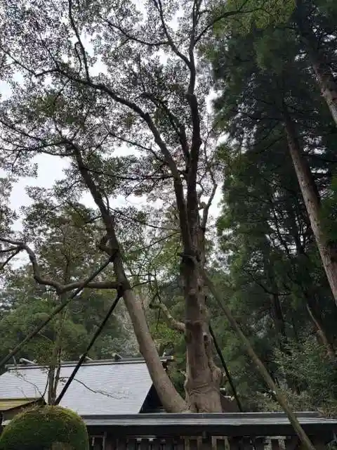 天岩戸神社(宮崎県)