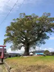 伽藍神社の自然