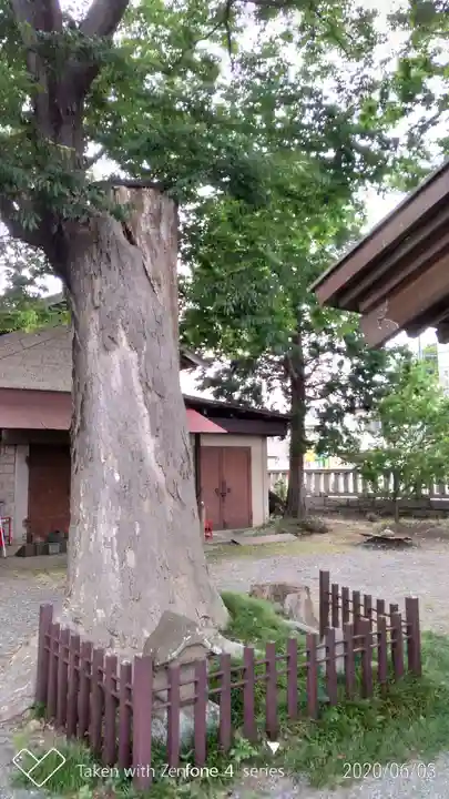 日野八坂神社の自然