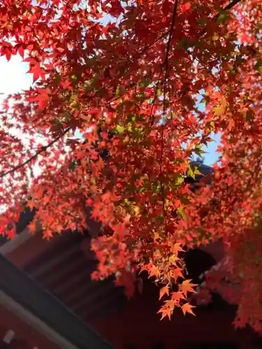 冨士御室浅間神社の自然