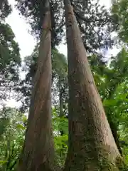 戸隠神社奥社(長野県)