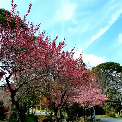 井伊谷宮の自然