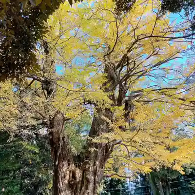 赤坂氷川神社(東京都)
