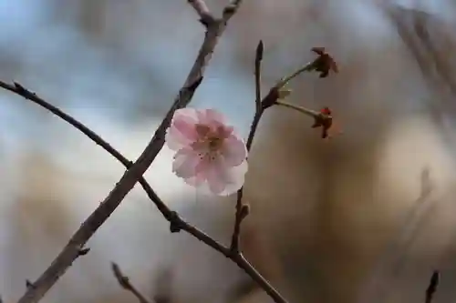 阿久津「田村神社」（郡山市阿久津町）旧社名：伊豆箱根三嶋三社の庭園