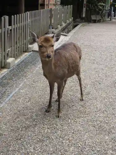 春日大社(奈良県)