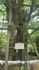 稲毛神社の自然