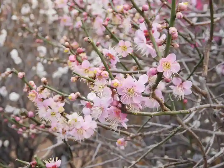 小村井 香取神社の自然
