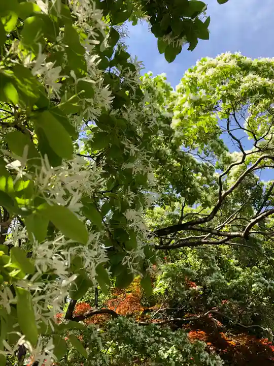 深大寺(東京都)