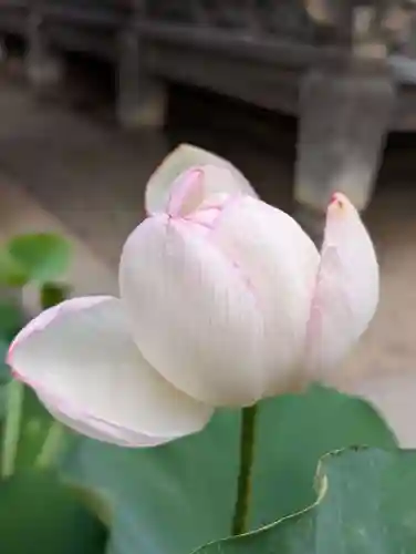 題経寺（柴又帝釈天）(東京都)